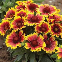 Гайлардія великоквіткова ’Арізона Сан’|Gaillardia grandiflora ’Arizona Sun’|Гайлардия крупноцветковая ’Аризона Сан’
