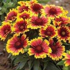 Гайлардія великоквіткова ’Арізона Сан’|Gaillardia grandiflora ’Arizona Sun’|Гайлардия крупноцветковая ’Аризона Сан’