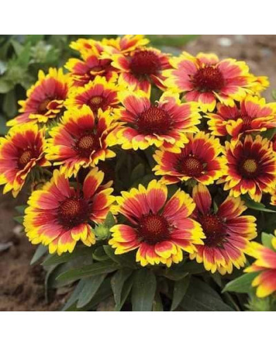 Гайлардія великоквіткова ’Арізона Сан’|Gaillardia grandiflora ’Arizona Sun’|Гайлардия крупноцветковая ’Аризона Сан’