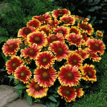 Гайлардія великоквіткова ’Арізона Сан’|Gaillardia grandiflora ’Arizona Sun’|Гайлардия крупноцветковая ’Аризона Сан’