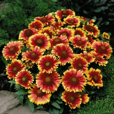 Гайлардія великоквіткова ’Арізона Сан’|Gaillardia grandiflora ’Arizona Sun’|Гайлардия крупноцветковая ’Аризона Сан’