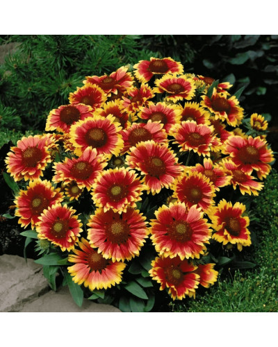 Гайлардія великоквіткова ’Арізона Сан’|Gaillardia grandiflora ’Arizona Sun’|Гайлардия крупноцветковая ’Аризона Сан’