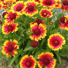 Гайлардія великоквіткова ’Арізона Сан’|Gaillardia grandiflora ’Arizona Sun’|Гайлардия крупноцветковая ’Аризона Сан’