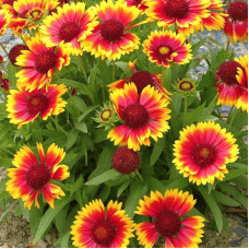 Гайлардія великоквіткова ’Арізона Сан’|Gaillardia grandiflora ’Arizona Sun’|Гайлардия крупноцветковая ’Аризона Сан’