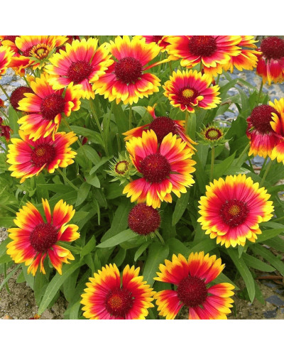 Гайлардія великоквіткова ’Арізона Сан’|Gaillardia grandiflora ’Arizona Sun’|Гайлардия крупноцветковая ’Аризона Сан’