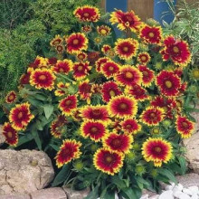 Гайлардія великоквіткова ’Арізона Сан’|Gaillardia grandiflora ’Arizona Sun’|Гайлардия крупноцветковая ’Аризона Сан’