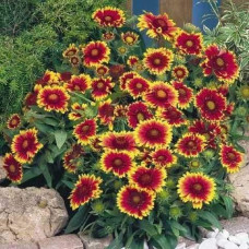 Гайлардія великоквіткова ’Арізона Сан’|Gaillardia grandiflora ’Arizona Sun’|Гайлардия крупноцветковая ’Аризона Сан’