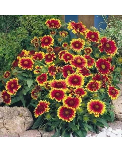 Гайлардія великоквіткова ’Арізона Сан’|Gaillardia grandiflora ’Arizona Sun’|Гайлардия крупноцветковая ’Аризона Сан’