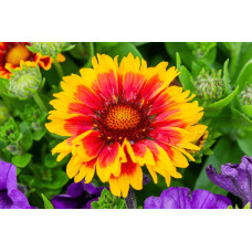 Гайлардія великоквіткова ’Арізона Сан’|Gaillardia grandiflora ’Arizona Sun’|Гайлардия крупноцветковая ’Аризона Сан’