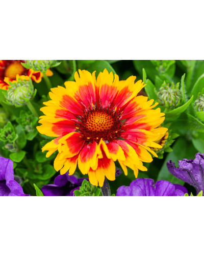 Гайлардія великоквіткова ’Арізона Сан’|Gaillardia grandiflora ’Arizona Sun’|Гайлардия крупноцветковая ’Аризона Сан’