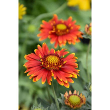 Гайлардія великоквіткова ’Арізона Ред Шейдз’|Gaillardia grandiflora ’Arizona Red Shades’|Гайлардия крупноцветковая ’Аризона Ред Шейдз’