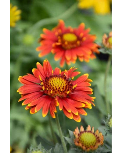 Гайлардія великоквіткова ’Арізона Ред Шейдз’|Gaillardia grandiflora ’Arizona Red Shades’|Гайлардия крупноцветковая ’Аризона Ред Шейдз’