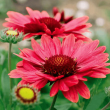 Гайлардія великоквіткова ’Арізона Ред Шейдз’|Gaillardia grandiflora ’Arizona Red Shades’|Гайлардия крупноцветковая ’Аризона Ред Шейдз’
