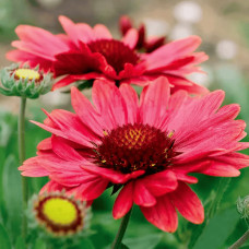 Гайлардія великоквіткова ’Арізона Ред Шейдз’|Gaillardia grandiflora ’Arizona Red Shades’|Гайлардия крупноцветковая ’Аризона Ред Шейдз’