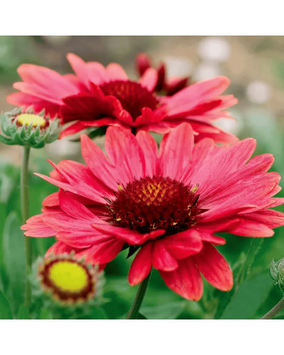 Гайлардія великоквіткова ’Арізона Ред Шейдз’|Gaillardia grandiflora ’Arizona Red Shades’|Гайлардия крупноцветковая ’Аризона Ред Шейдз’