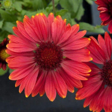 Гайлардія великоквіткова ’Арізона Ред Шейдз’|Gaillardia grandiflora ’Arizona Red Shades’|Гайлардия крупноцветковая ’Аризона Ред Шейдз’