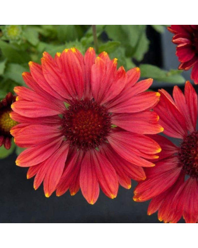 Гайлардія великоквіткова ’Арізона Ред Шейдз’|Gaillardia grandiflora ’Arizona Red Shades’|Гайлардия крупноцветковая ’Аризона Ред Шейдз’
