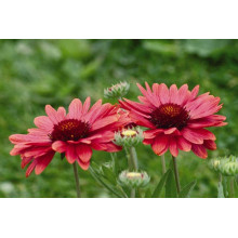 Гайлардія великоквіткова ’Арізона Ред Шейдз’|Gaillardia grandiflora ’Arizona Red Shades’|Гайлардия крупноцветковая ’Аризона Ред Шейдз’
