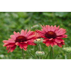 Гайлардія великоквіткова ’Арізона Ред Шейдз’|Gaillardia grandiflora ’Arizona Red Shades’|Гайлардия крупноцветковая ’Аризона Ред Шейдз’