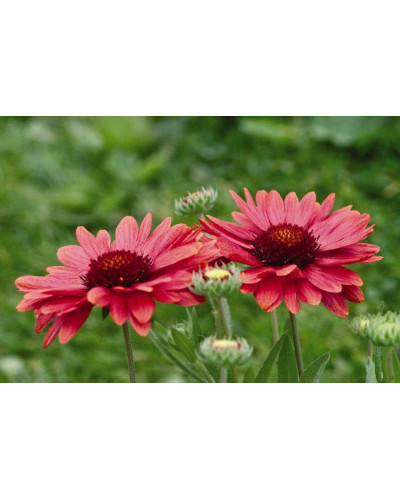 Гайлардія великоквіткова ’Арізона Ред Шейдз’|Gaillardia grandiflora ’Arizona Red Shades’|Гайлардия крупноцветковая ’Аризона Ред Шейдз’