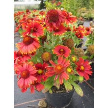 Гайлардія великоквіткова ’Арізона Ред Шейдз’|Gaillardia grandiflora ’Arizona Red Shades’|Гайлардия крупноцветковая ’Аризона Ред Шейдз’