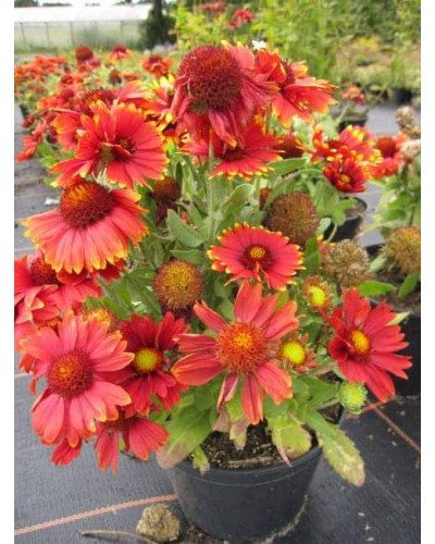 Гайлардія великоквіткова ’Арізона Ред Шейдз’|Gaillardia grandiflora ’Arizona Red Shades’|Гайлардия крупноцветковая ’Аризона Ред Шейдз’