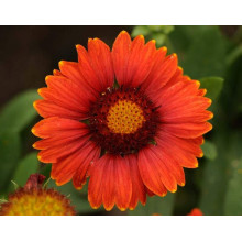 Гайлардія великоквіткова ’Арізона Ред Шейдз’|Gaillardia grandiflora ’Arizona Red Shades’|Гайлардия крупноцветковая ’Аризона Ред Шейдз’