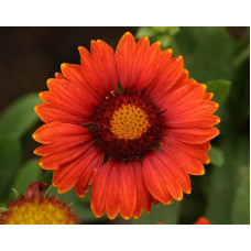 Гайлардія великоквіткова ’Арізона Ред Шейдз’|Gaillardia grandiflora ’Arizona Red Shades’|Гайлардия крупноцветковая ’Аризона Ред Шейдз’