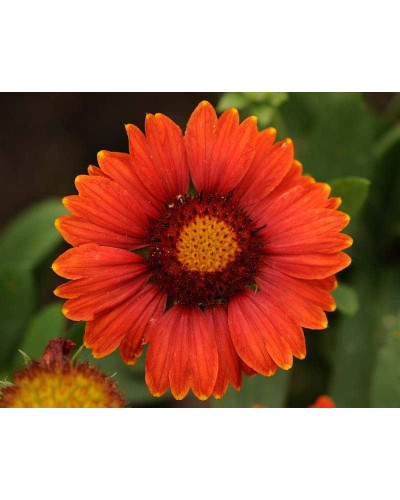 Гайлардія великоквіткова ’Арізона Ред Шейдз’|Gaillardia grandiflora ’Arizona Red Shades’|Гайлардия крупноцветковая ’Аризона Ред Шейдз’