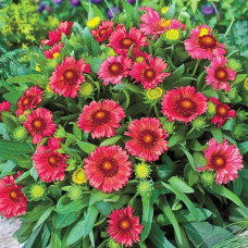 Гайлардія великоквіткова ’Арізона Ред Шейдз’|Gaillardia grandiflora ’Arizona Red Shades’|Гайлардия крупноцветковая ’Аризона Ред Шейдз’