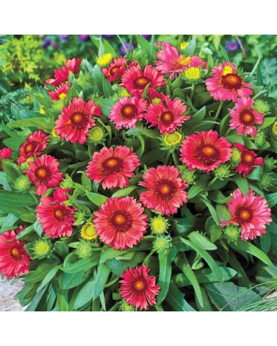 Гайлардія великоквіткова ’Арізона Ред Шейдз’|Gaillardia grandiflora ’Arizona Red Shades’|Гайлардия крупноцветковая ’Аризона Ред Шейдз’