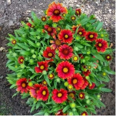 Гайлардія великоквіткова ’Арізона Ред Шейдз’|Gaillardia grandiflora ’Arizona Red Shades’|Гайлардия крупноцветковая ’Аризона Ред Шейдз’