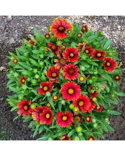 Гайлардія великоквіткова ’Арізона Ред Шейдз’|Gaillardia grandiflora ’Arizona Red Shades’|Гайлардия крупноцветковая ’Аризона Ред Шейдз’