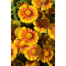 Гайлардія великоквіткова ’Арізона Апрікот’|Gaillardia grandiflora ’Arizona Apricot’|Гайлардия крупноцветковая ’Аризона Априкот’