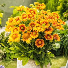 Гайлардія великоквіткова ’Арізона Апрікот’|Gaillardia grandiflora ’Arizona Apricot’|Гайлардия крупноцветковая ’Аризона Априкот’