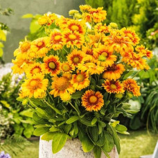 Гайлардія великоквіткова ’Арізона Апрікот’|Gaillardia grandiflora ’Arizona Apricot’|Гайлардия крупноцветковая ’Аризона Априкот’