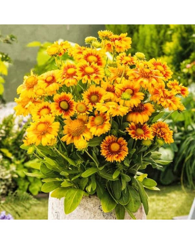 Гайлардія великоквіткова ’Арізона Апрікот’|Gaillardia grandiflora ’Arizona Apricot’|Гайлардия крупноцветковая ’Аризона Априкот’