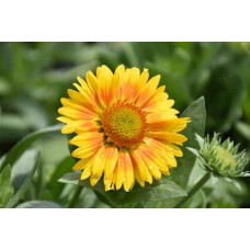 Гайлардія великоквіткова ’Арізона Апрікот’|Gaillardia grandiflora ’Arizona Apricot’|Гайлардия крупноцветковая ’Аризона Априкот’