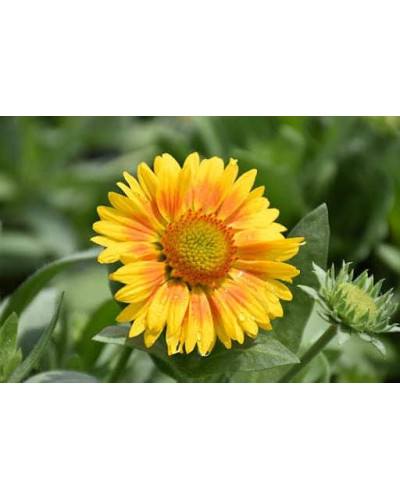 Гайлардія великоквіткова ’Арізона Апрікот’|Gaillardia grandiflora ’Arizona Apricot’|Гайлардия крупноцветковая ’Аризона Априкот’