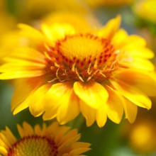 Гайлардія великоквіткова ’Арізона Апрікот’|Gaillardia grandiflora ’Arizona Apricot’|Гайлардия крупноцветковая ’Аризона Априкот’