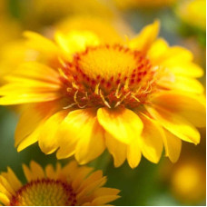 Гайлардія великоквіткова ’Арізона Апрікот’|Gaillardia grandiflora ’Arizona Apricot’|Гайлардия крупноцветковая ’Аризона Априкот’