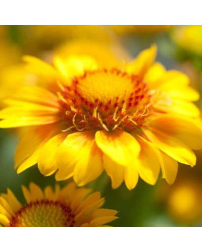 Гайлардія великоквіткова ’Арізона Апрікот’|Gaillardia grandiflora ’Arizona Apricot’|Гайлардия крупноцветковая ’Аризона Априкот’