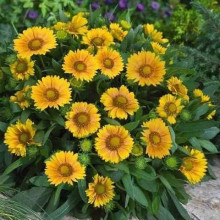 Гайлардія великоквіткова ’Арізона Апрікот’|Gaillardia grandiflora ’Arizona Apricot’|Гайлардия крупноцветковая ’Аризона Априкот’