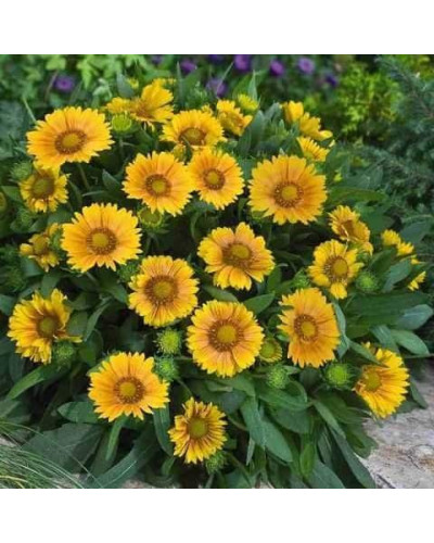 Гайлардія великоквіткова ’Арізона Апрікот’|Gaillardia grandiflora ’Arizona Apricot’|Гайлардия крупноцветковая ’Аризона Априкот’