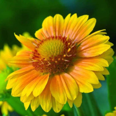 Гайлардія великоквіткова ’Арізона Апрікот’|Gaillardia grandiflora ’Arizona Apricot’|Гайлардия крупноцветковая ’Аризона Априкот’