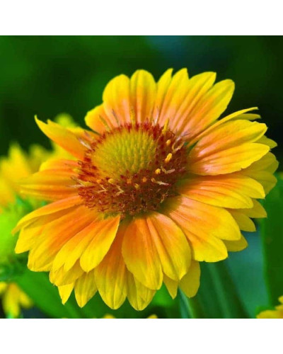 Гайлардія великоквіткова ’Арізона Апрікот’|Gaillardia grandiflora ’Arizona Apricot’|Гайлардия крупноцветковая ’Аризона Априкот’