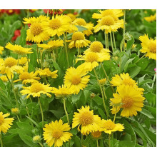 Гайлардія великоквіткова ’Арізона Апрікот’|Gaillardia grandiflora ’Arizona Apricot’|Гайлардия крупноцветковая ’Аризона Априкот’