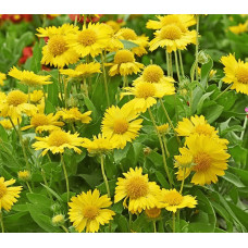 Гайлардія великоквіткова ’Арізона Апрікот’|Gaillardia grandiflora ’Arizona Apricot’|Гайлардия крупноцветковая ’Аризона Априкот’