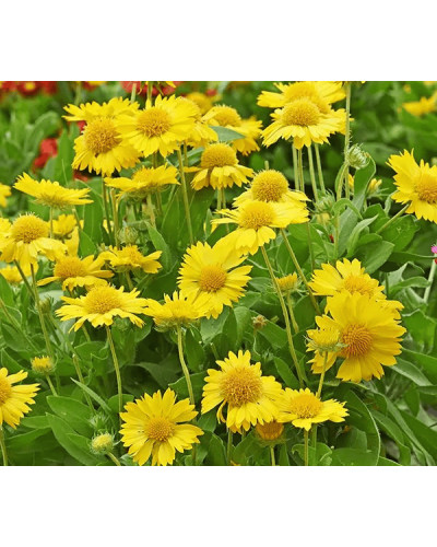 Гайлардія великоквіткова ’Арізона Апрікот’|Gaillardia grandiflora ’Arizona Apricot’|Гайлардия крупноцветковая ’Аризона Априкот’