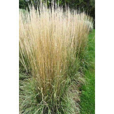 Війник гостроквітковий Аваланч | Calamagrostis acutiflora Avalanche | Вейник остроцветковый Аваланч